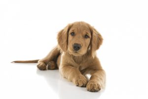 a-golden-brown-puppy